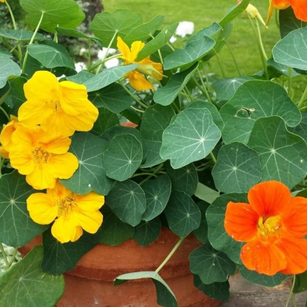 دليل المزارع المنزلي لاستنبات الزهور الصيفية