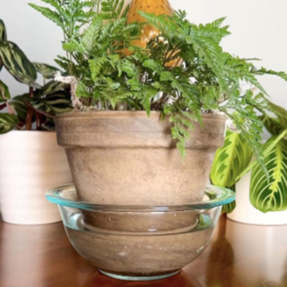 السقي السفلي السر الخفي لنباتات منزلية سعيدة وقوية