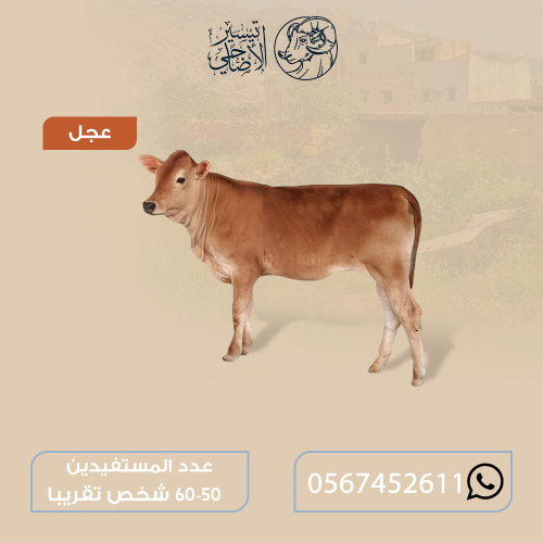 عجل صغير