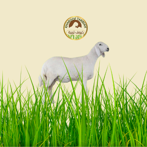خروف حري وسط صغير تربية 100% مضمون على الشرط