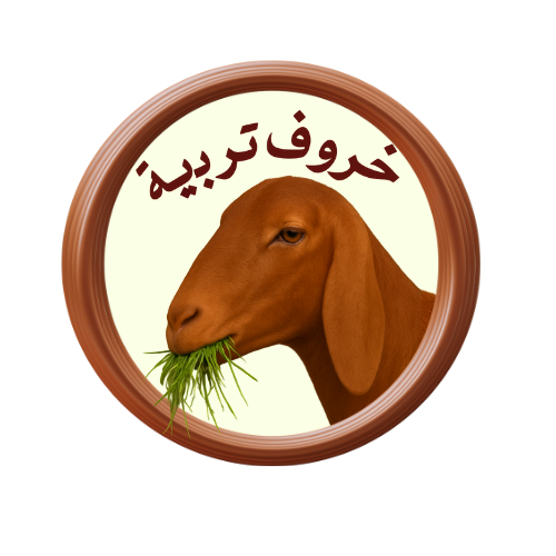 خروف تربية