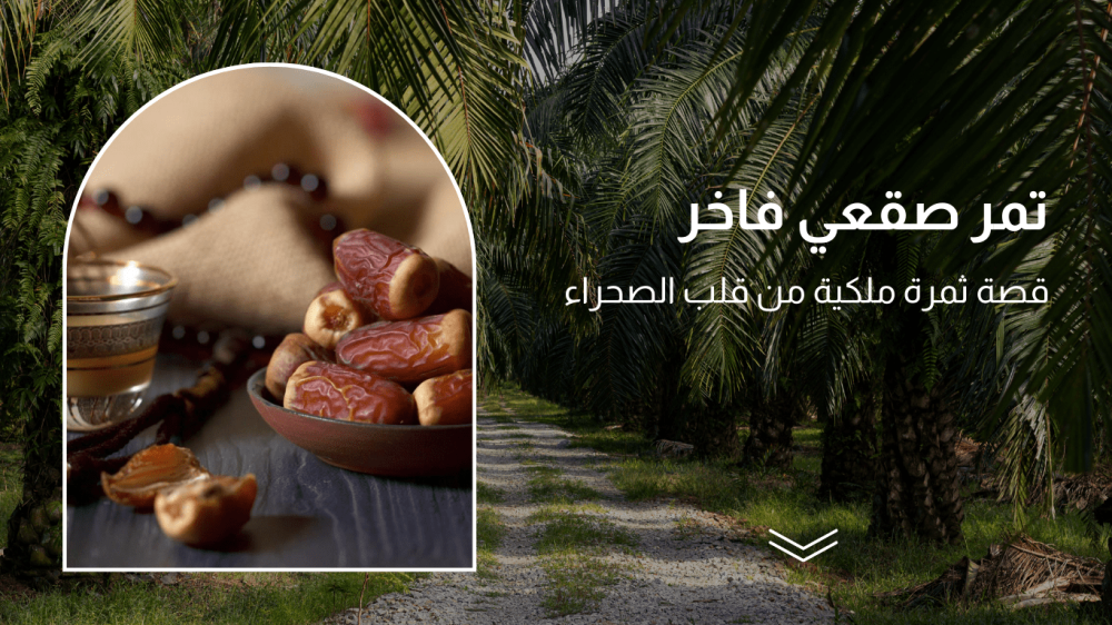 تمر صقعي فاخر قصة فاكهة ملكية من قلب الصحراء