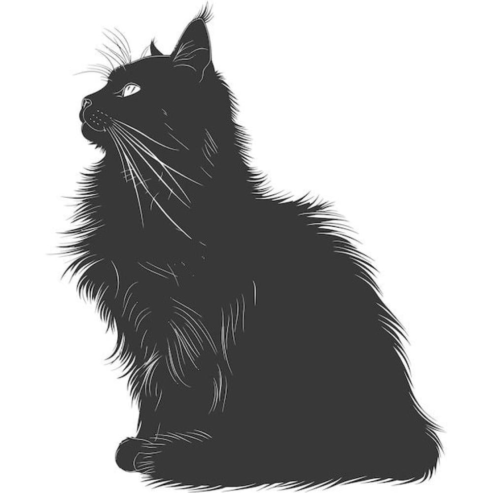 لماذا القط الأسود؟