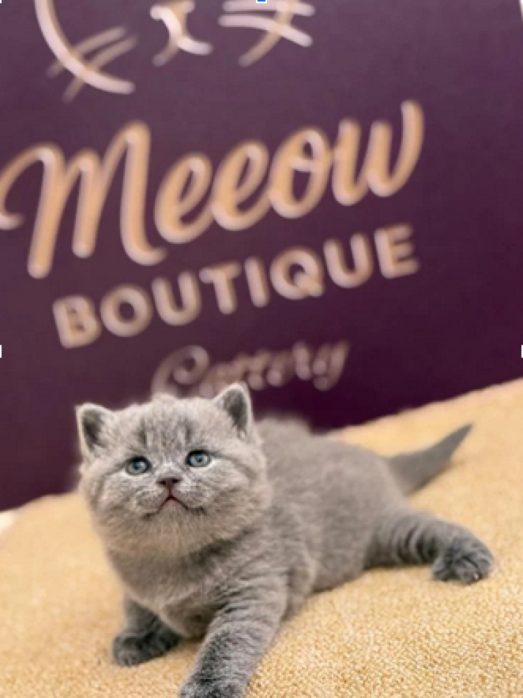 قطط سكوتش رمادي