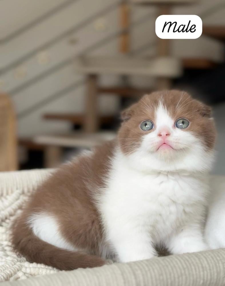 Scottish Fold - A luxurious touch of softness and tranquility