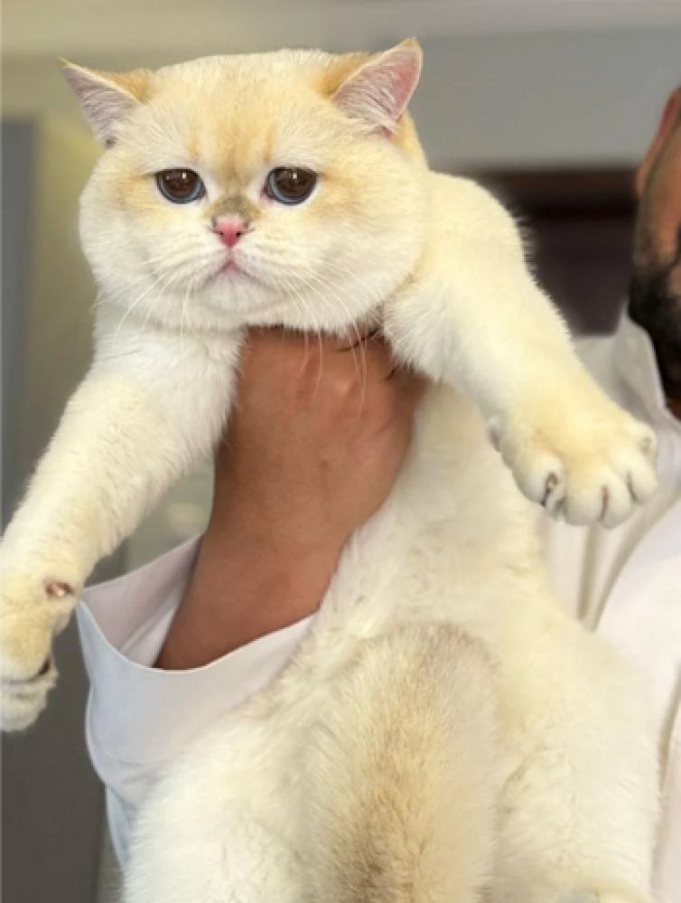 قطط برتش جولد