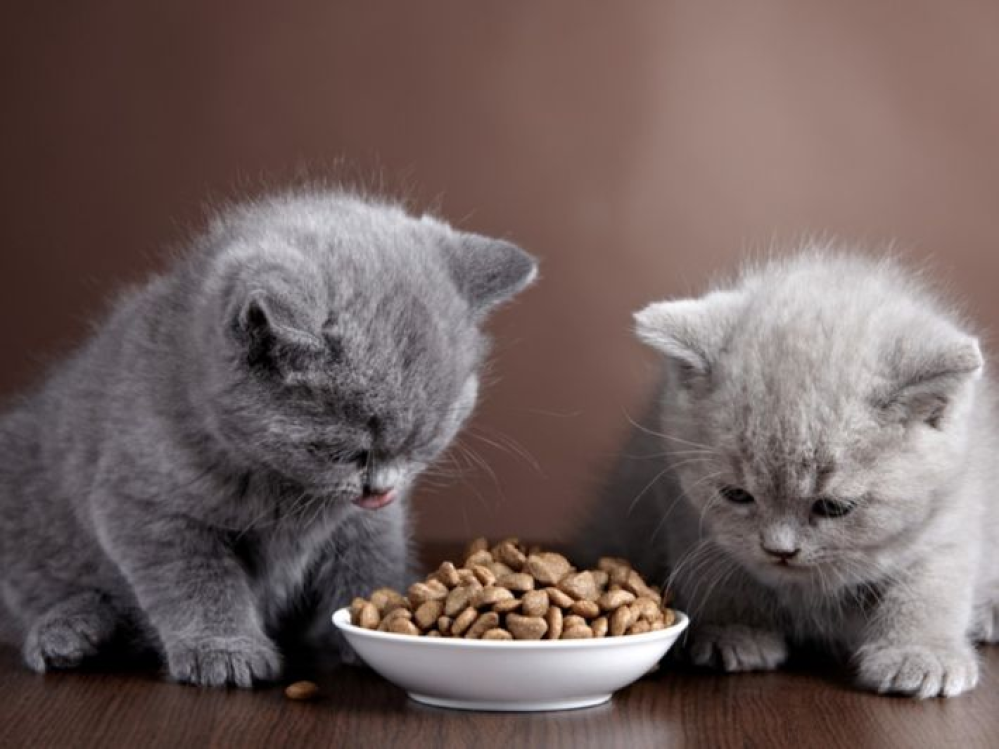 What do British and Scottish cats eat? A healthy cat diet for your little ones.