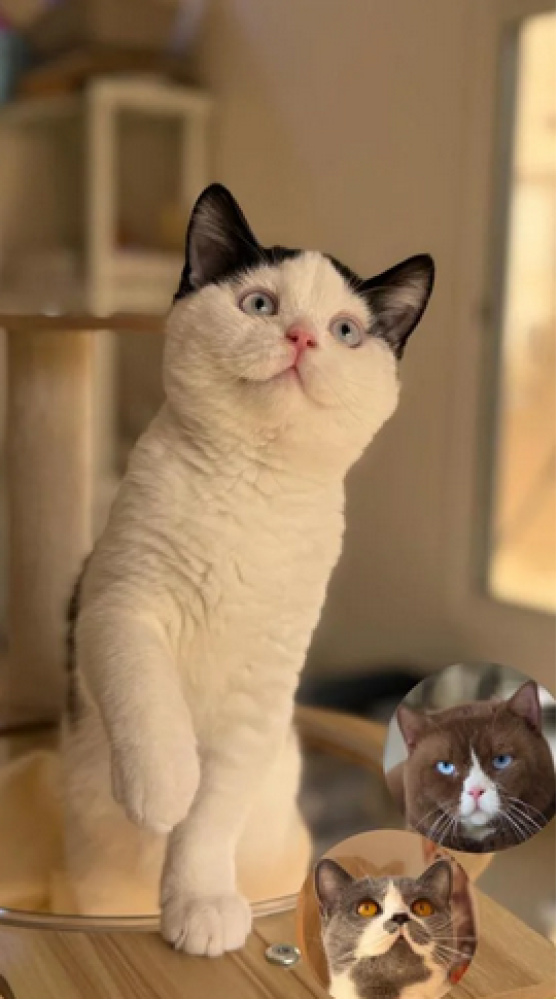 القط البريطاني السكاتش: فرق السلالتين ومميزات الهجين المشهور