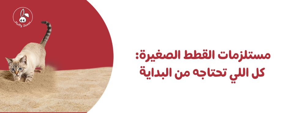 مستلزمات القطط الصغيرة: كل اللي تحتاجه من البداية