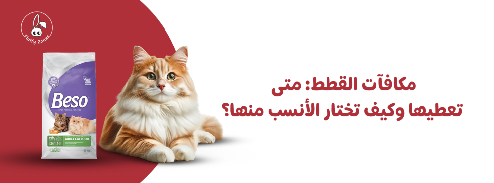 مكافآت القطط: متى تعطيها وكيف تختار الأنسب منها؟