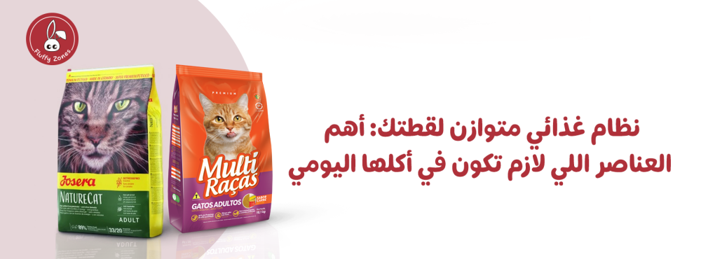 نظام غذائي متوازن لقطتك: أهم العناصر اللي لازم تكون في أكلها اليومي