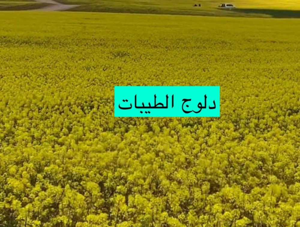 دلوج الطيبات لنعومة البشرة وتفتيحها