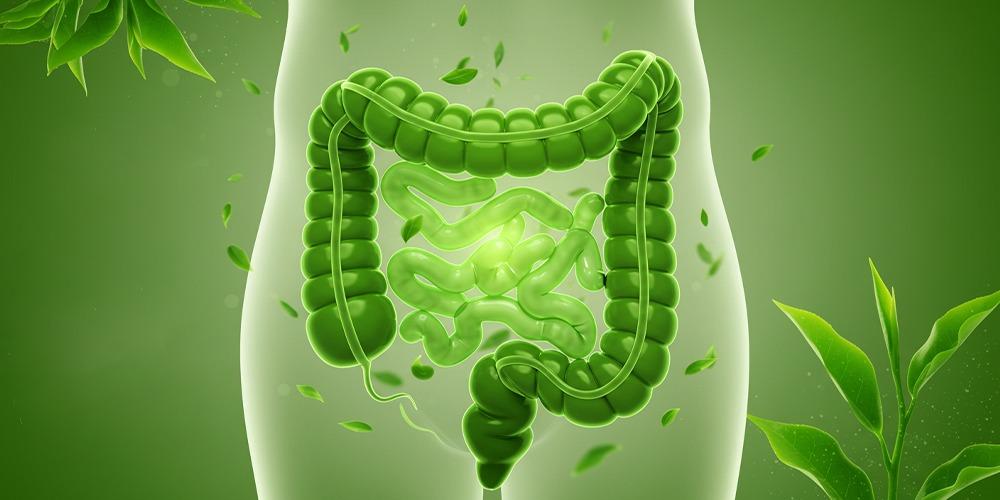فوائد الشاي الأخضر للمعدة والقولون