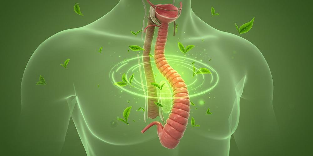 الشاي الاخضر والحموضة