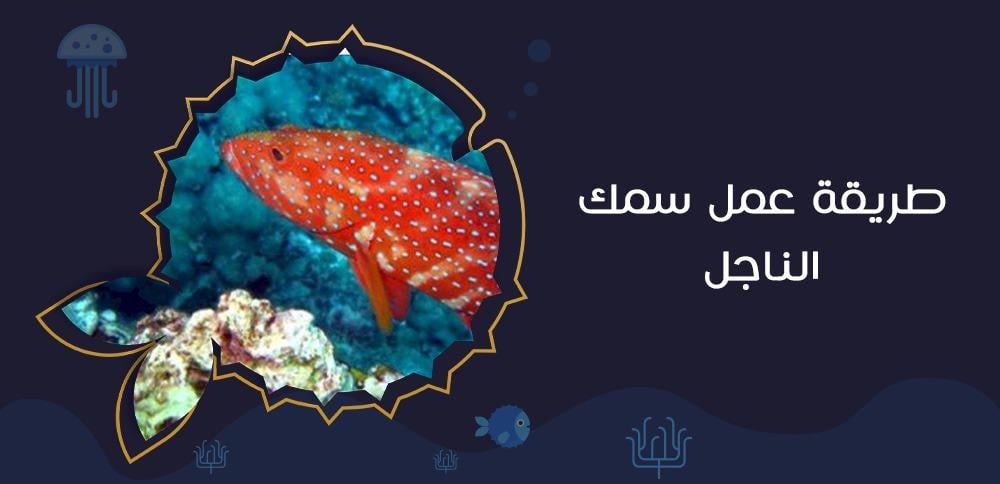 طريقة عمل سمك الناجل