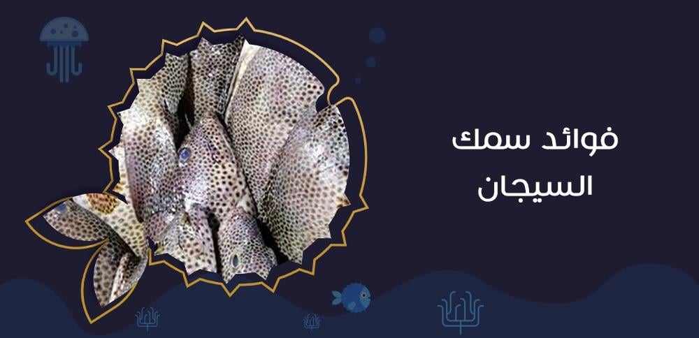 فوائد سمك السيجان