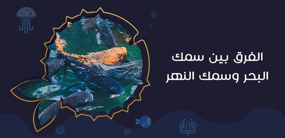 الفرق بين سمك البحر وسمك النهر