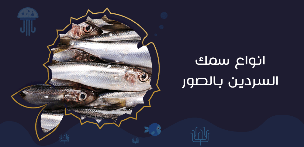 انواع سمك السردين بالصور
