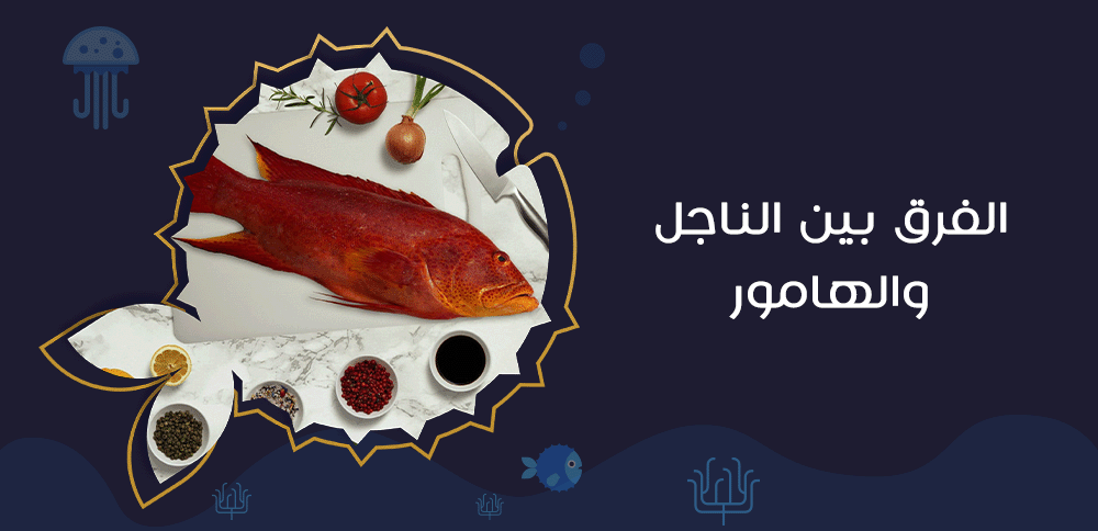 الفرق بين الناجل والهامور