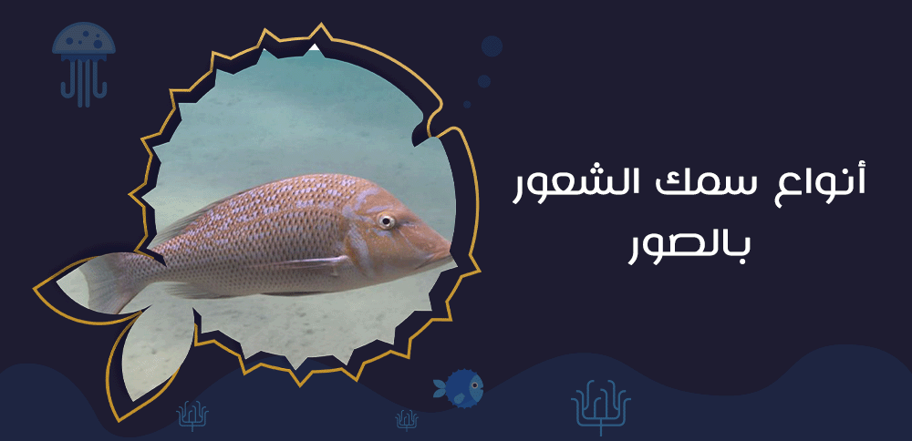 أنواع سمك الشعور بالصور