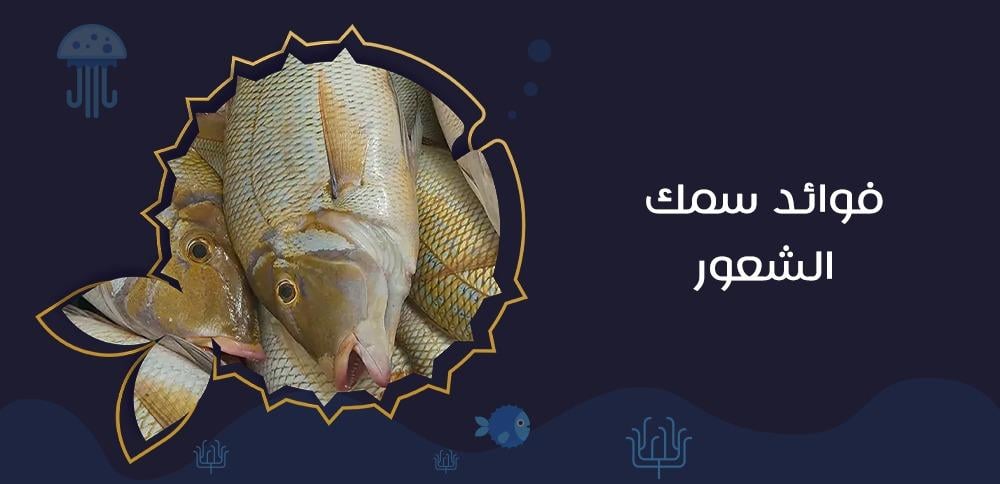 فوائد سمك الشعور