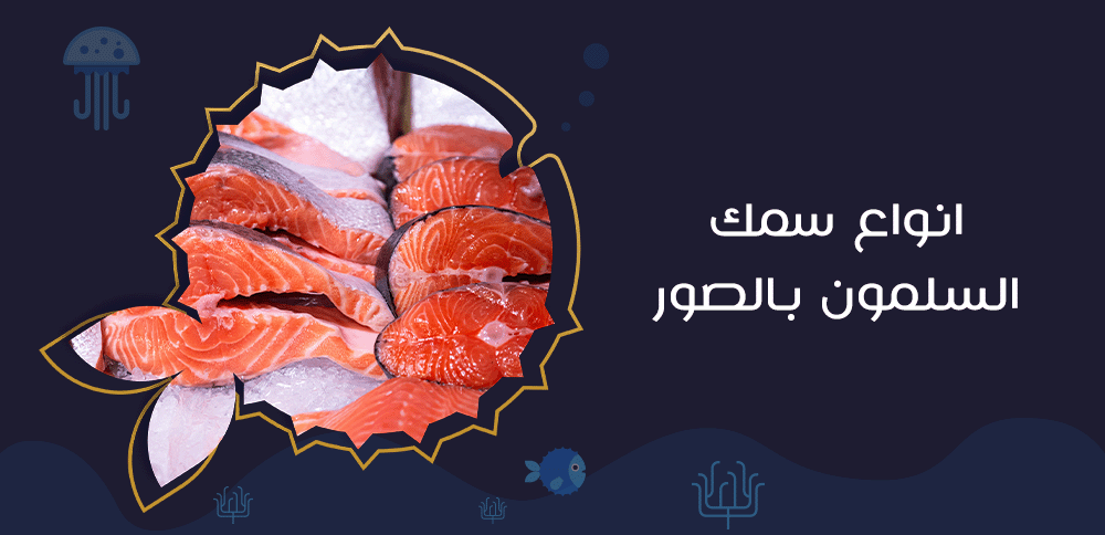 انواع سمك السلمون بالصور