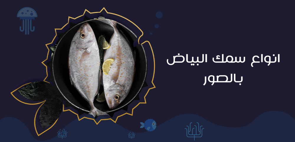 انواع سمك البياض بالصور