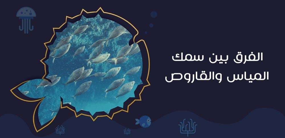 الفرق بين سمك المياس والقاروص