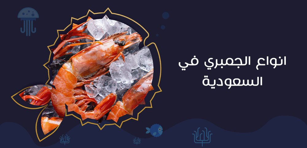 انواع الجمبري في السعودية