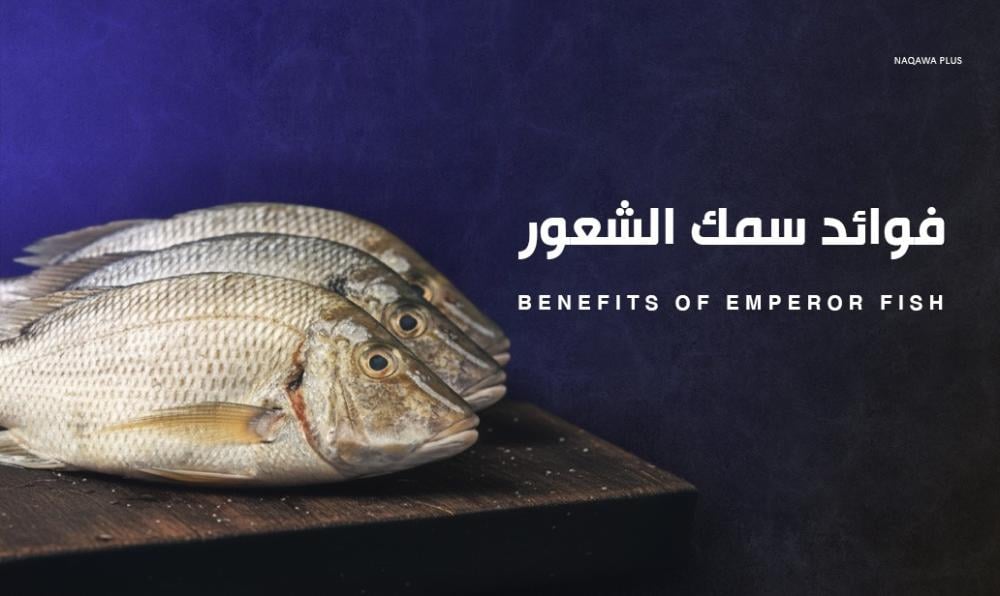 فوائد سمك الشعور | كنز غذائي لصحة الجسم والعضلات