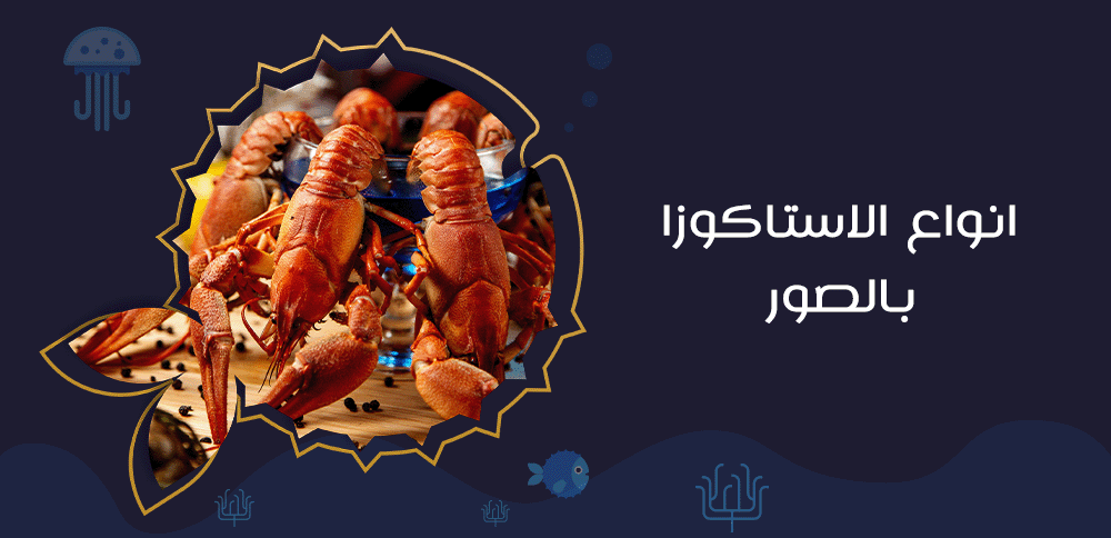 انواع الاستاكوزا بالصور