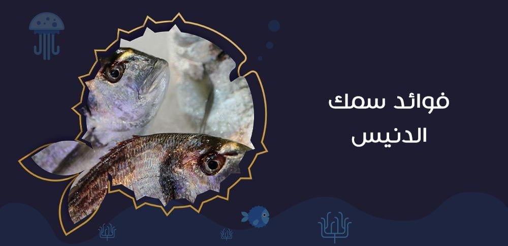 فوائد سمك الدنيس