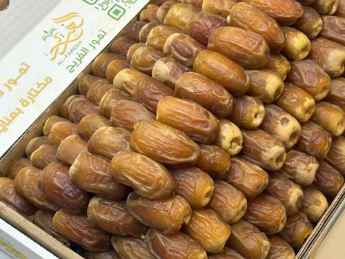 صقعي هرمي رقم ١ رطب