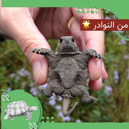 سلحفاة القاطور النهاشة مع مستلزماتها