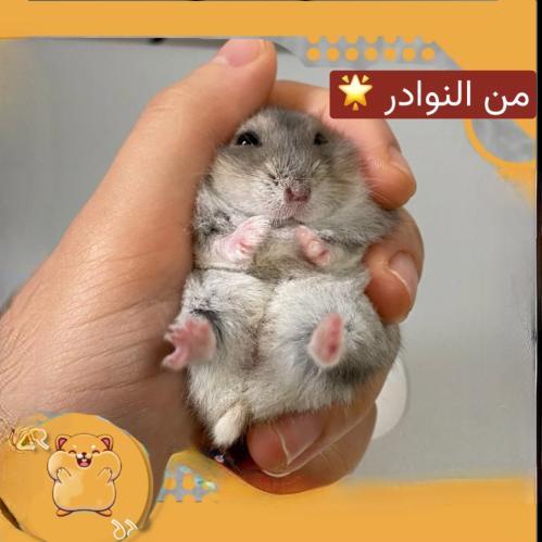 هامستر كامبل مع كامل أغراضها