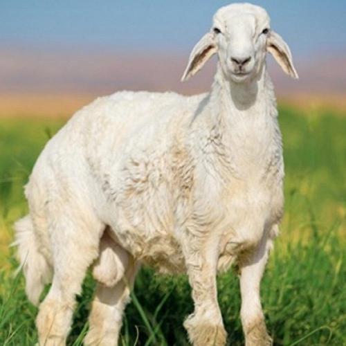 خروف اضحية حري وسط