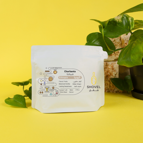 شفل يورغاتشيف اثيوبي