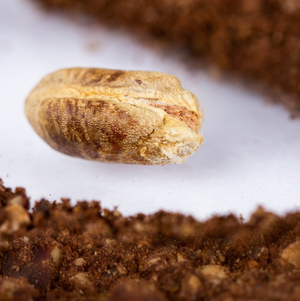 مطحون نوى التمر