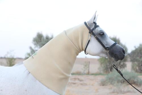 عراقة رقبة تشغيل