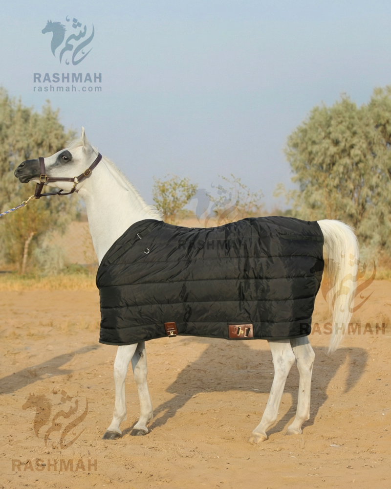 بطانية شباط لون اسود ( متوسطة الوزن )SB  Medium Weight Stable Blanket