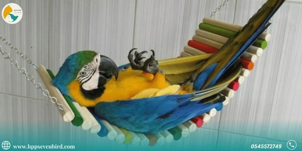 دليل تكيف الببغاءات في بيئة منزلية بدون قفص