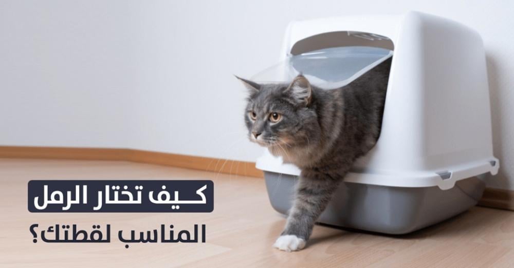 افضل رمل للقطط مع صندوق الليتر بوكس