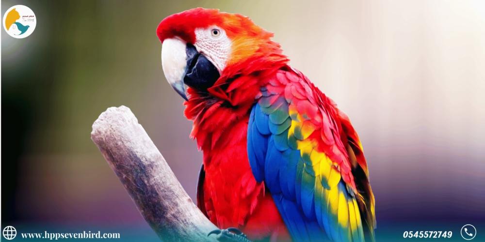 كيف تتغير ألوان ريش الطيور والببغاوات؟