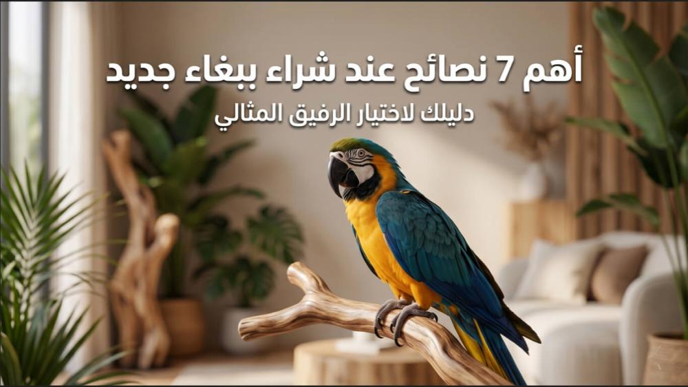 نصائح عند شراء ببغاء جديد