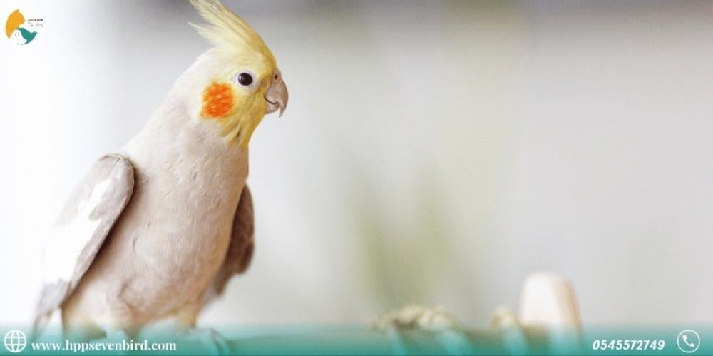 معلومات خاطئة عن العناية بالطيور