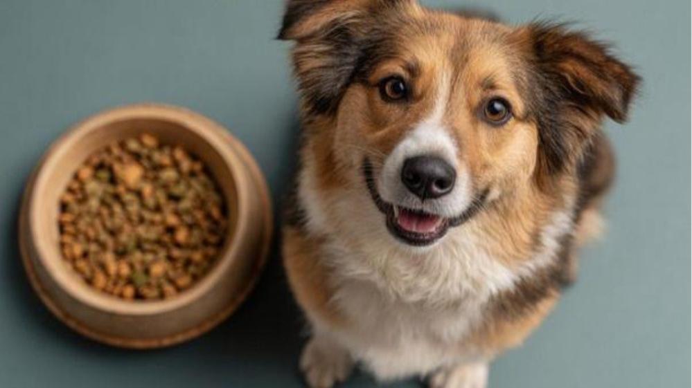 أفضل أنواع طعام كلاب صغيرة - دليلك الشامل لاختيار الغذاء الصحي والمتوازن