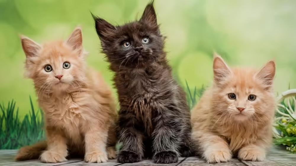 أفضل أنواع القطط المنزلية واسعارها