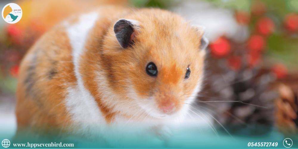 حقائق مثيرة للدهشة عن تربية الهامستر كحيوان أليف