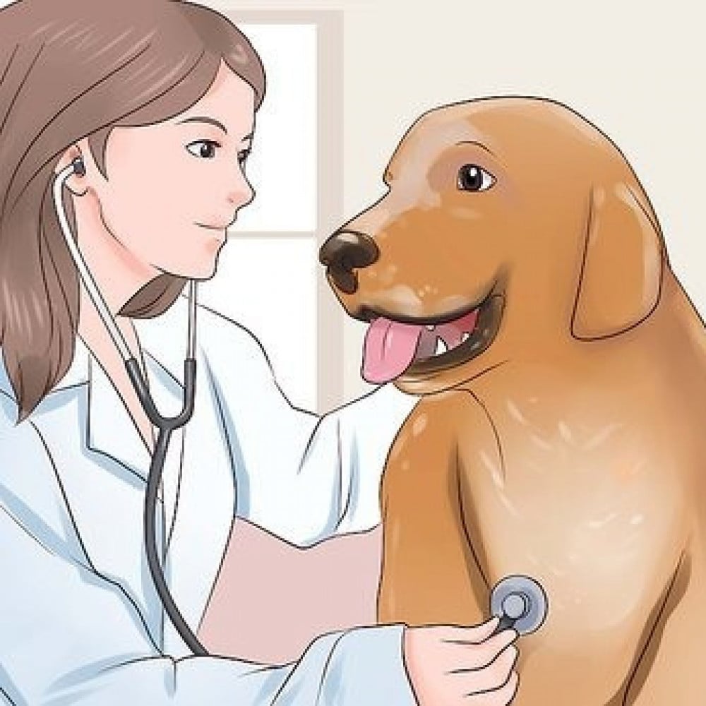 الإسهال عند الكلاب بجميع أنواعها علاجه والوقاية منه
