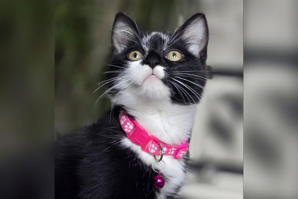 علامات تدل على أن قطتك تحبك